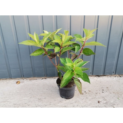 Hortensja bukietowa Hydrangea panikulata Skyfall