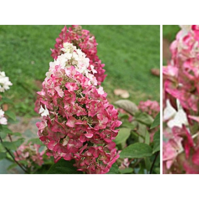 Hortensja bukietowa Hydrangea panikulata "Mega Mindy "
