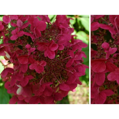 Hortensja bukietowa Hydrangea panikulata "Wims Red"