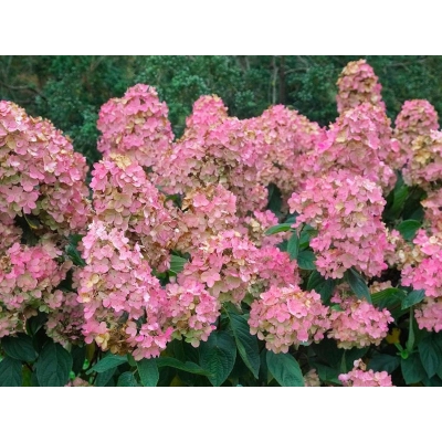 Hortensja bukietowa Hydrangea panikulata "Diamond" XXL Donica 5 L