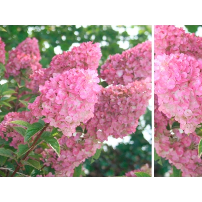 Hortensja bukietowa Hydrangea panikulata "Sudacie Frais "