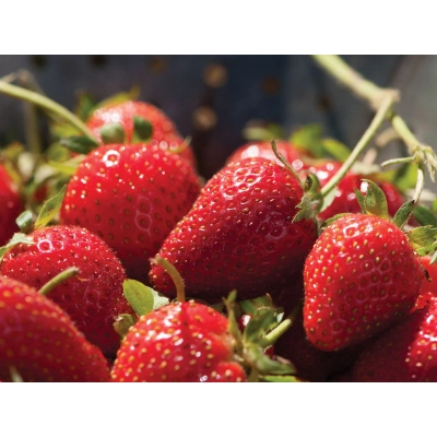 Truskawki zestaw 12szt Frugaria ananasa ‘Polka’