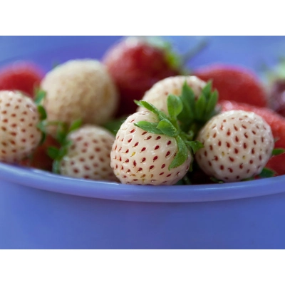 Truskawka biała Fragaria ananasa ‘Ananasowa’