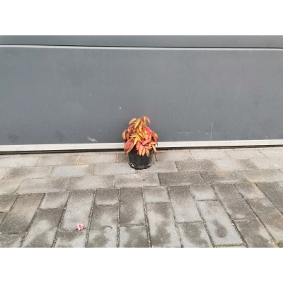 Malinotruskawka 'Rubus illecebrosus' Ponętna