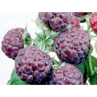Malina czarna Rubus ideaus L. 'Purpurowa - Fioletowa'