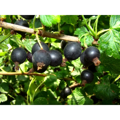 Porzeczko-agrest na pniu Ribes nidigrolaria