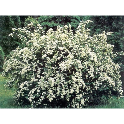 Tawuła Spiraea 'Van Heute'