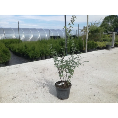 Tawuła Spiraea 'Van Heute'