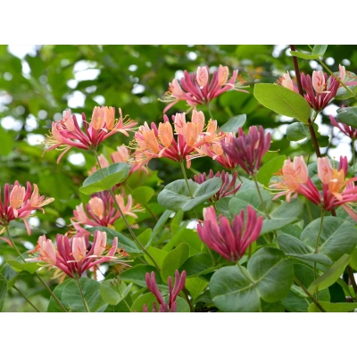 Wiciokrzew Lonicera ''Serotina"