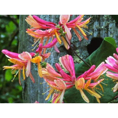 Wiciokrzew Lonicera ''Belgica"