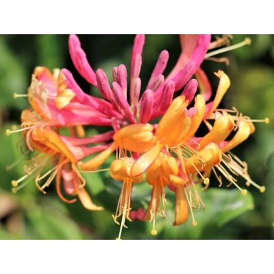 Wiciokrzew Lonicera ''Goldflame"