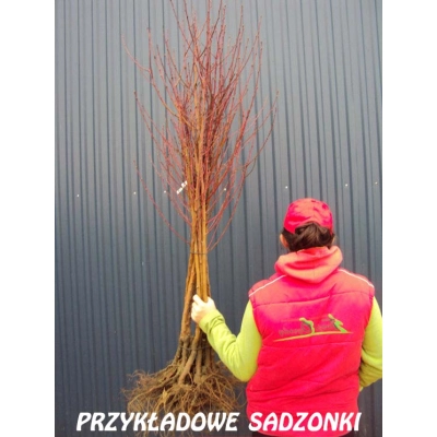 Nektarynka karłowa Prunus persica nucipersica 'Silver Lode'