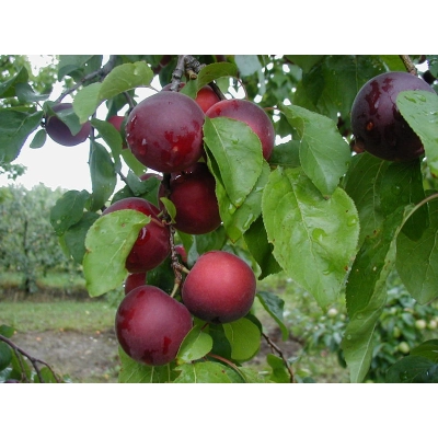 Nektarynka karłowa Prunus persica nucipersica 'Red Gold'