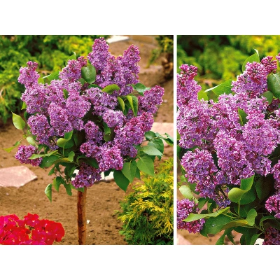 Lilak Syringa vulgaris Na Pniu "Dwukolorowy"