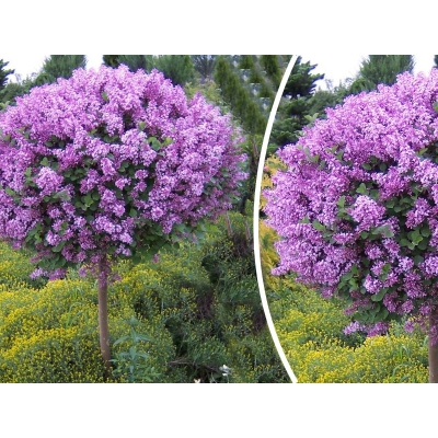 Lilak Syringa vulgaris Na Pniu "Fioletowy"