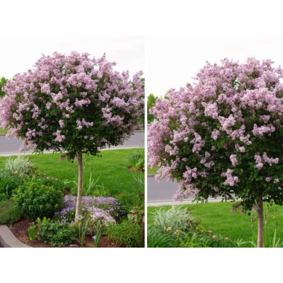 Lilak Syringa vulgaris Na Pniu "Czerwony"
