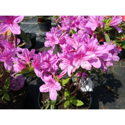Azalia japońska japonicum "Herbert"