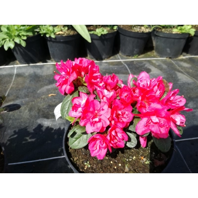 Azalia japońska japonicum "Camzonetta"