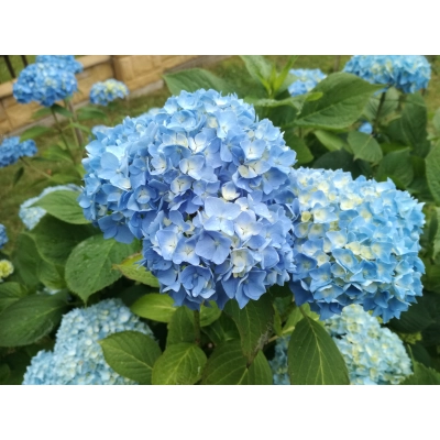 Hortensja 'Hydrangea macrophylla "Błękitna Kula"