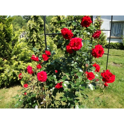 Róża pnąca Rosa arvensis "Czerwona pergolowa pełna"