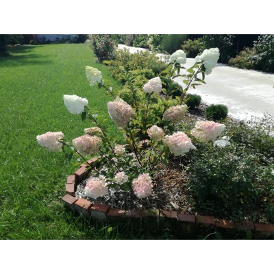 Hortensja bukietowa Hydrangea panikulata "Biało-Różowa"