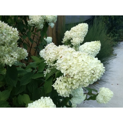 Hortensja bukietowa Hydrangea panikulata "  Biała Mega Stożek" XXL Donica 5 L