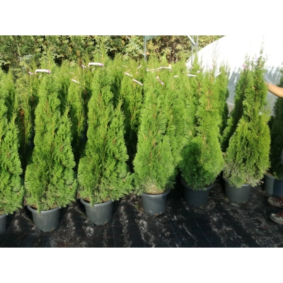 Tuja szmaragd Thuja occidentalis "Szmaragd" Wysokość 100-120cm.