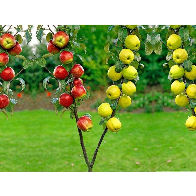 Malus domestica  Jabłoń Duo Premium Malinówka-Papierówka