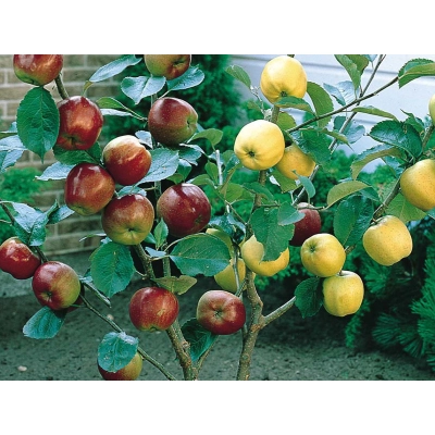 Malus domestica  Jabłoń Duo Premium Oliwka Żółta- Oliwka Czerwona