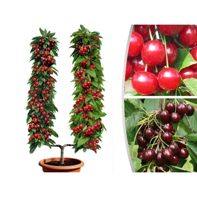 Wiśnia z Czereśnią Duo