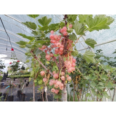 Porzeczka na pniu Ribes niveum 'Różowa'