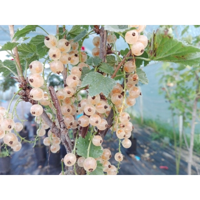 Porzeczka na pniu Ribes niveum 'Żołta'