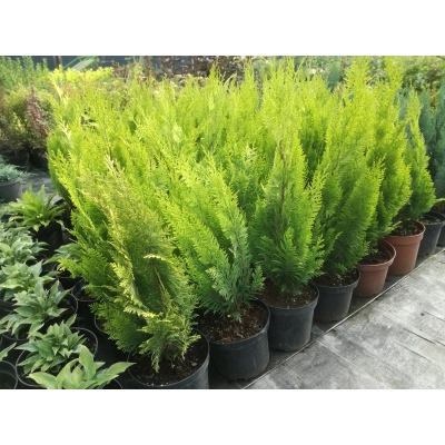 Cyprys  Cupressus Żółty