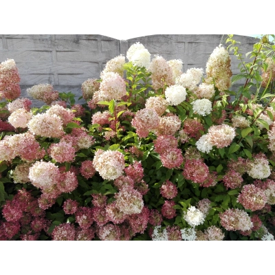 Hortensja bukietowa Hydrangea panikulata "Biało-Różowy Stożek"