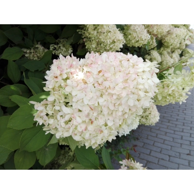 Hortensja bukietowa Hydrangea panikulata " Ściana Białych  Kwiatów" XXL Donica 5 L