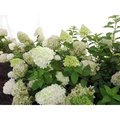 Hortensja bukietowa Hydrangea panikulata " Biało Różowa Rabatowa" XXL Donica 5 L