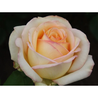 Róża wielkokwiatowa Rosa "Casanowa"