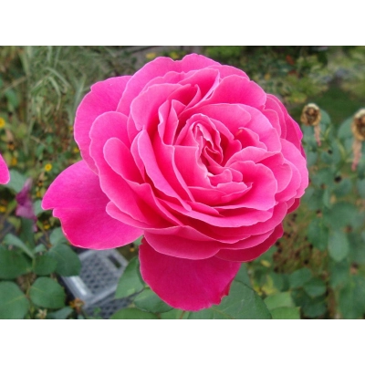 Róża wielkokwiatowa Rosa "Peace"