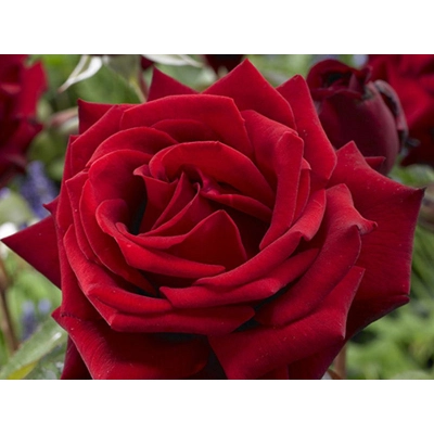 Róża wielkokwiatowa Rosa "Mr. Lincoln"