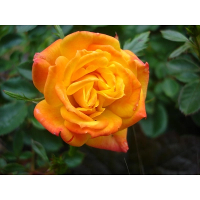 Róża wielkokwiatowa Rosa "Watykan"