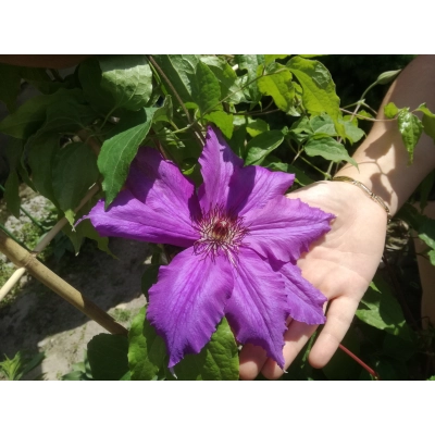 Powojnik , Clematis "Fioletowy" Mega Kwiat