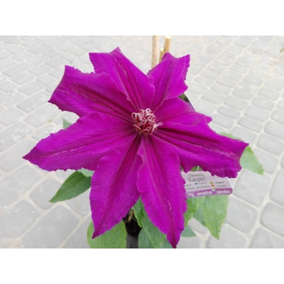 Powojnik , Clematis "Biskupi" Mega kwiat