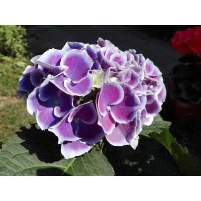 Hortensja 'Hydrangea macrophylla " Fioletowa z Obwódką