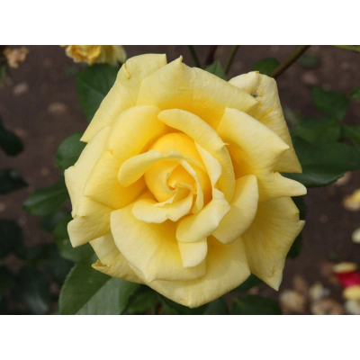 Róża wielkokwiatowa Rosa "Bolero"