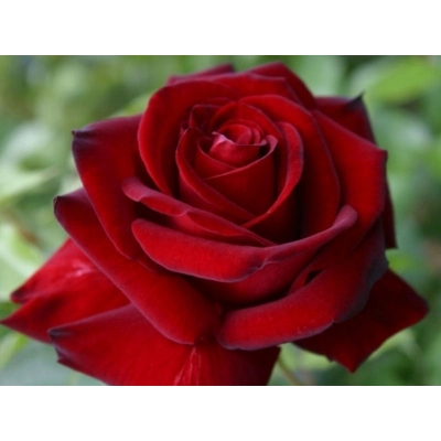 Róża wielkokwiatowa Rosa "Cygne Noir"