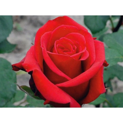 Róża wielkokwiatowa Rosa "Red Berlin"