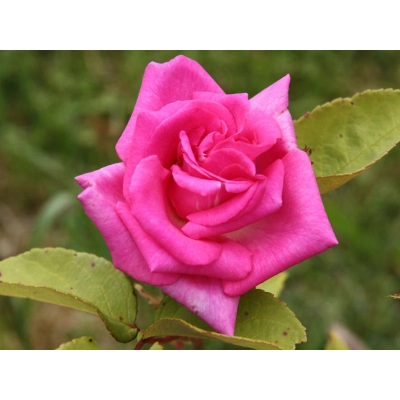 Róża wielkokwiatowa Rosa "Criterion"