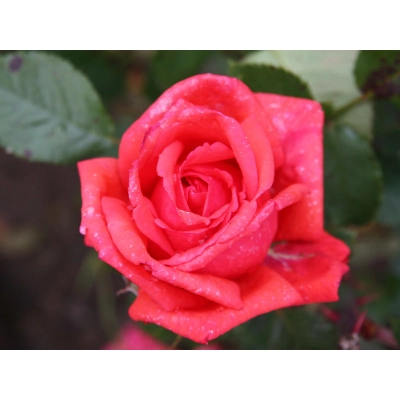 Róża wielkokwiatowa Rosa "Fulugrante"