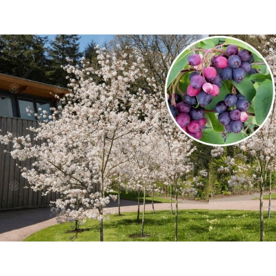 Świdośliwa Amelanchier na pniu Pembina