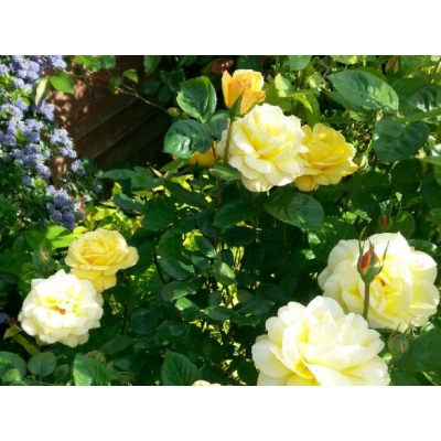 Róża wielkokwiatowa Rosa "Artur"